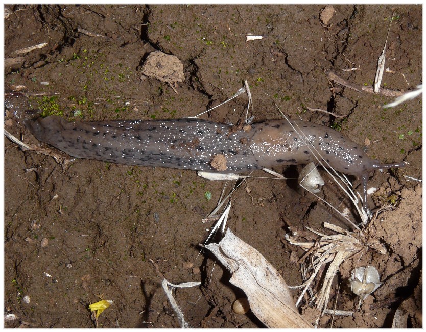 Alcuni Limax millepunctatus dal Gargano (FG)